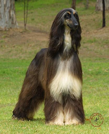 Afghan Hound 9J30D-08.JPG